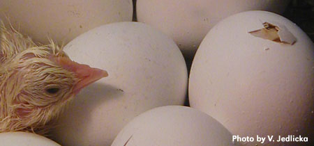 Eggs Hatch