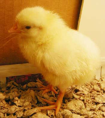<img:http://lancaster.unl.edu/4h/Images/Embryology/Photos/4_2002/chick1.jpg>