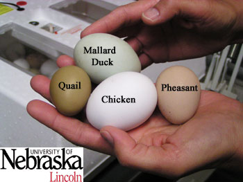 http://lancaster.unl.edu/4h/Images/Embryology/Photos/Quail_Pheasant/Eggs_PheaDuckChickQuail.jpg
