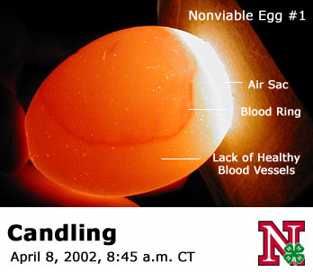 Candling Eggs - Lancaster County 4-H Embryology (candling) | Nebraska 