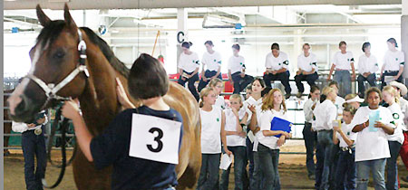 Horse Judging Classes