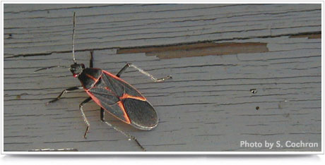 Boxelder Bug Photo