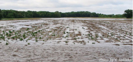 Flooded Crops