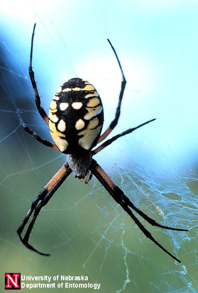 http://lancaster.unl.edu/enviro/Images/Insects/argiope_aur2.jpg