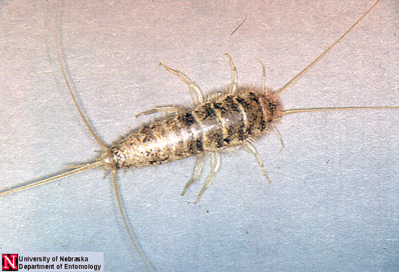 Do Silverfish Bite Learn This And Other Facts About