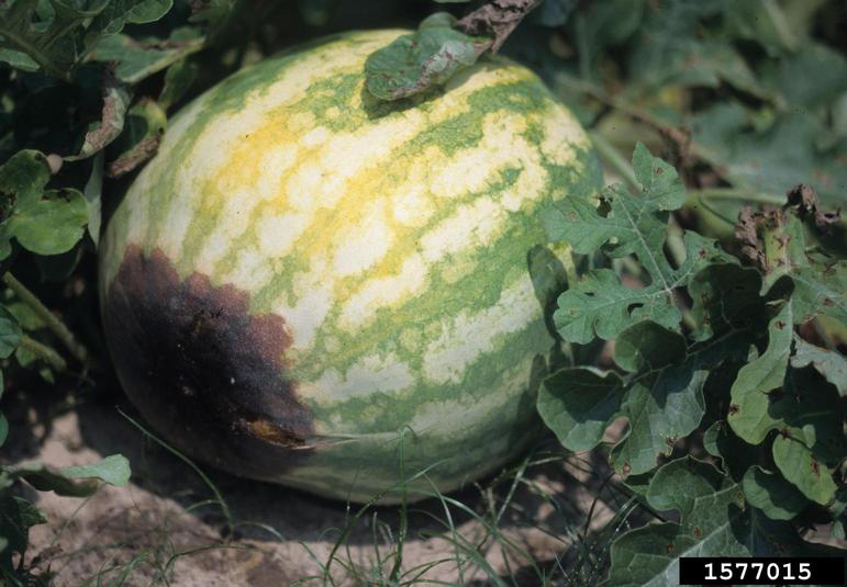 Picture of watermelon with blossom end rot.