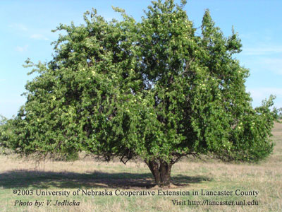 Osage-Orange Tree - Click on Image for Larger View