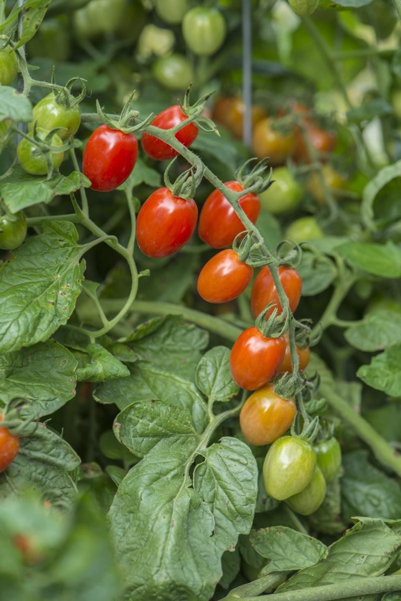 Image of 'Celano' tomato.