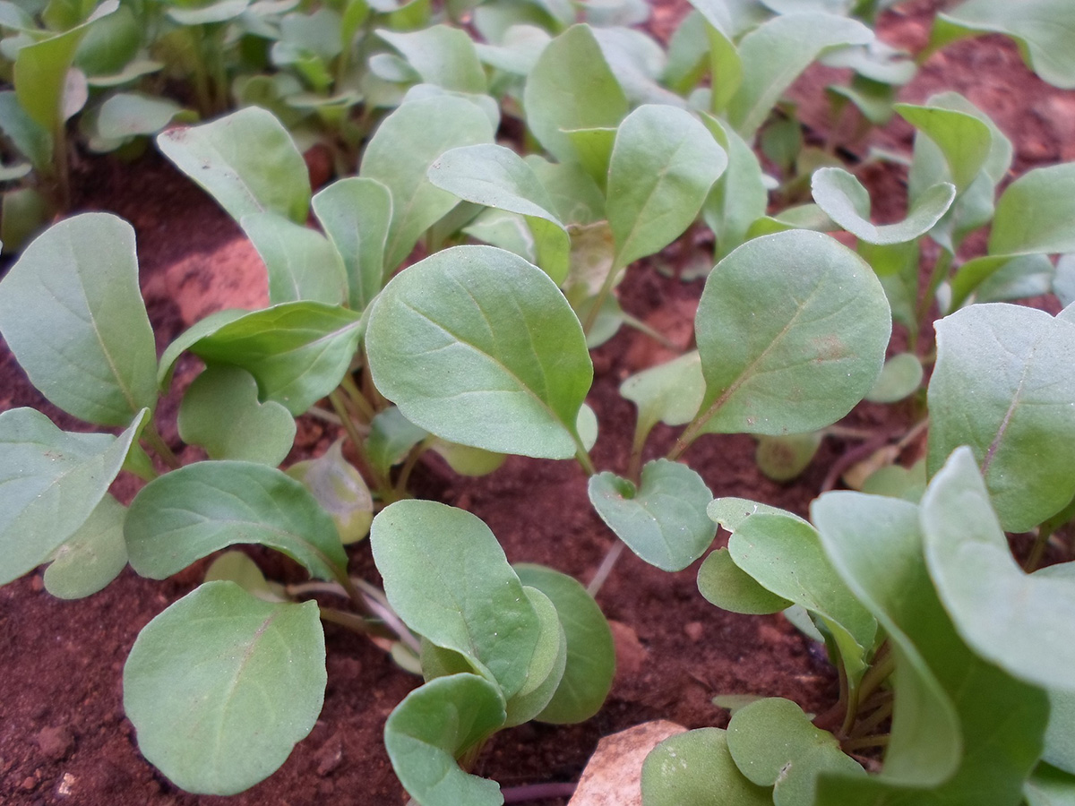 Image of arugula seedlings. 