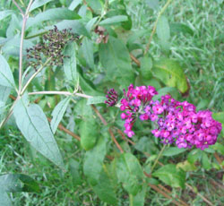 purple butterfly plant