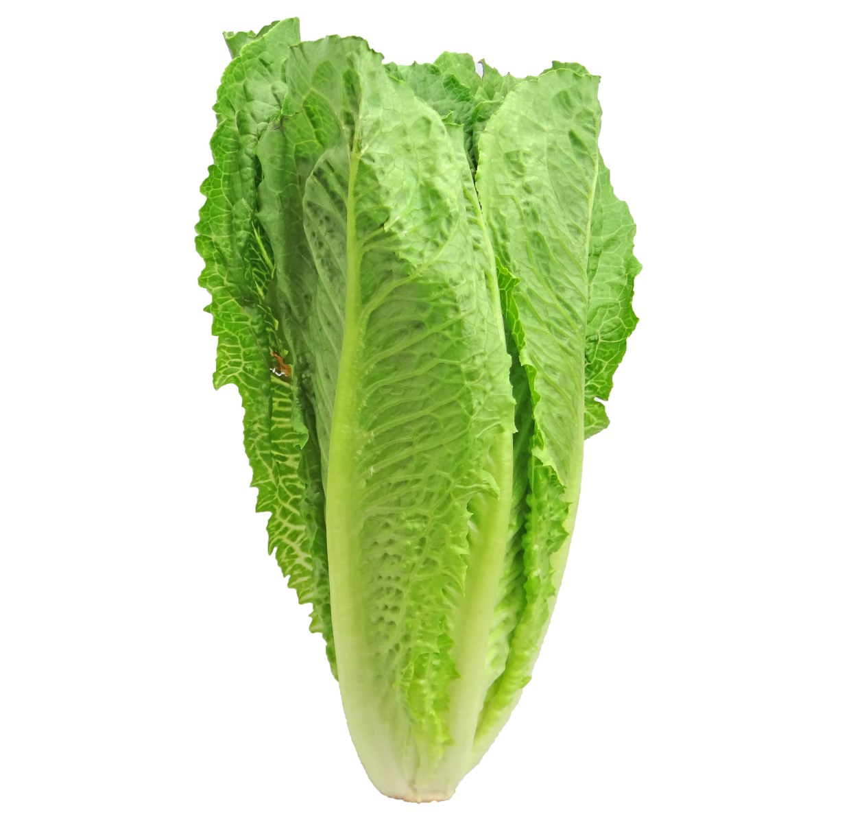 Image of Romaine lettuce. 