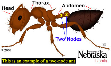 Ant Thorax