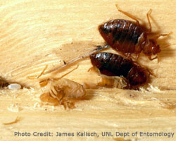 Young Bed Bugs