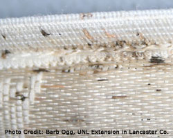 Managing Bed Bugs | Nebraska Extension in Lancaster County ...