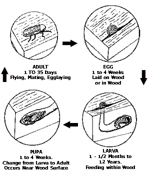 beetle life cycle