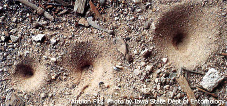 antlions ant lion insect antlion animal unl lancaster sand pit little native month live pest edu pits crawl juveniles inaccessible