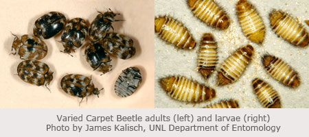 http://lancaster.unl.edu/pest/images/beetles/variedcarpetbeetlesJKx450.jpg