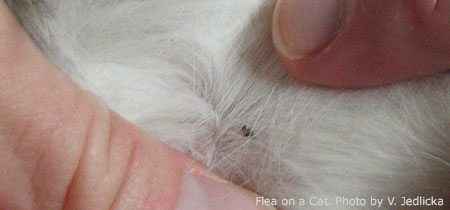cat with fleas