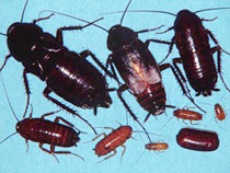 Cockroach Identification