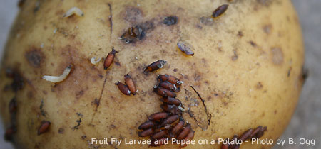 Fruit Fly Larvae