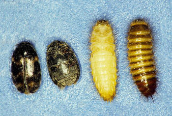grain moth larvae