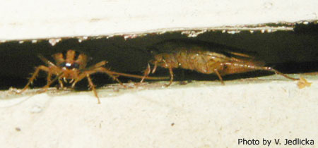 German Roaches in a Crack