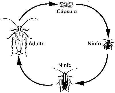 El ciclo de vida de la cucaracha alemana, es parecido al de otras 