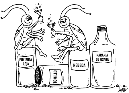 Remedios falsos que en realidad alimentan a las cucarachas
