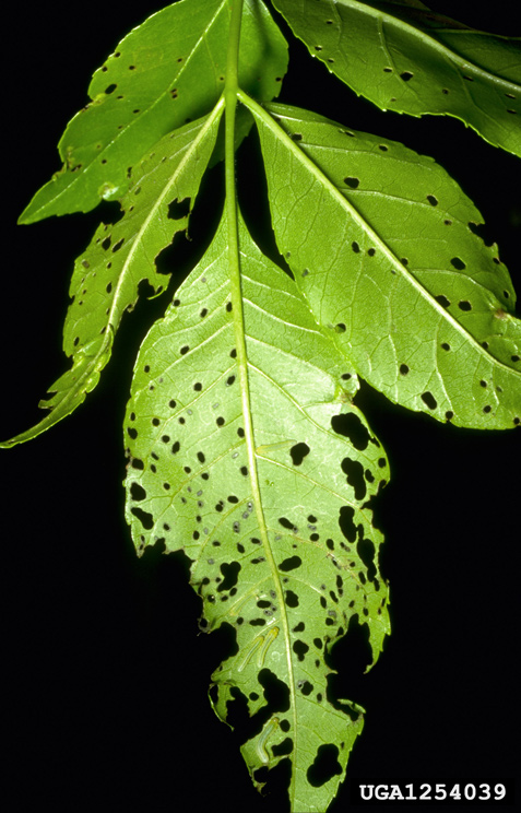 Picture of Damaged leaves by Ash Sawfly, Tree Insect