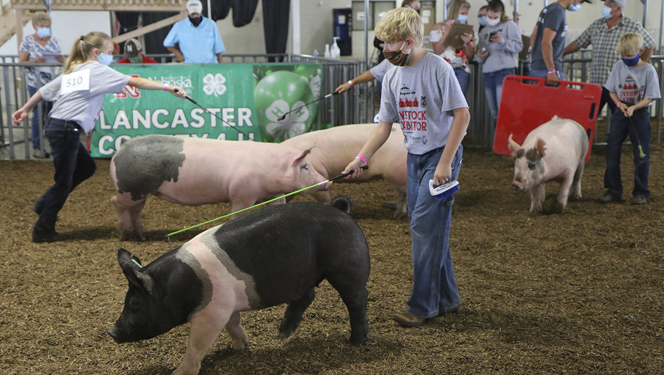 4H & FFA Animal Show Results 2020 Nebraska Extension in Lancaster