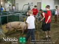 4-H Swine Show