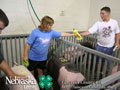 4-H Swine Show