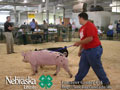 4-H Swine Show