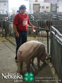 4-H Swine Show