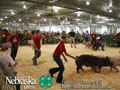 4-H Swine Show