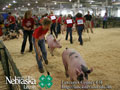 4-H Swine Show