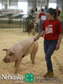 4-H Swine Show