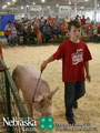 4-H Swine Show