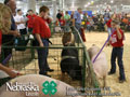 4-H Swine Show