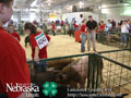 4-H Swine Show