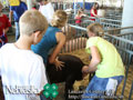 4-H Swine Show