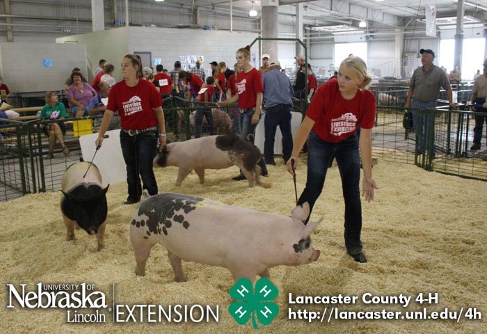 Lancaster County Super Fair 4 H And Ffa Photos And Results Nebraska