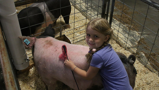 4-H Animal Results 2019 Fair