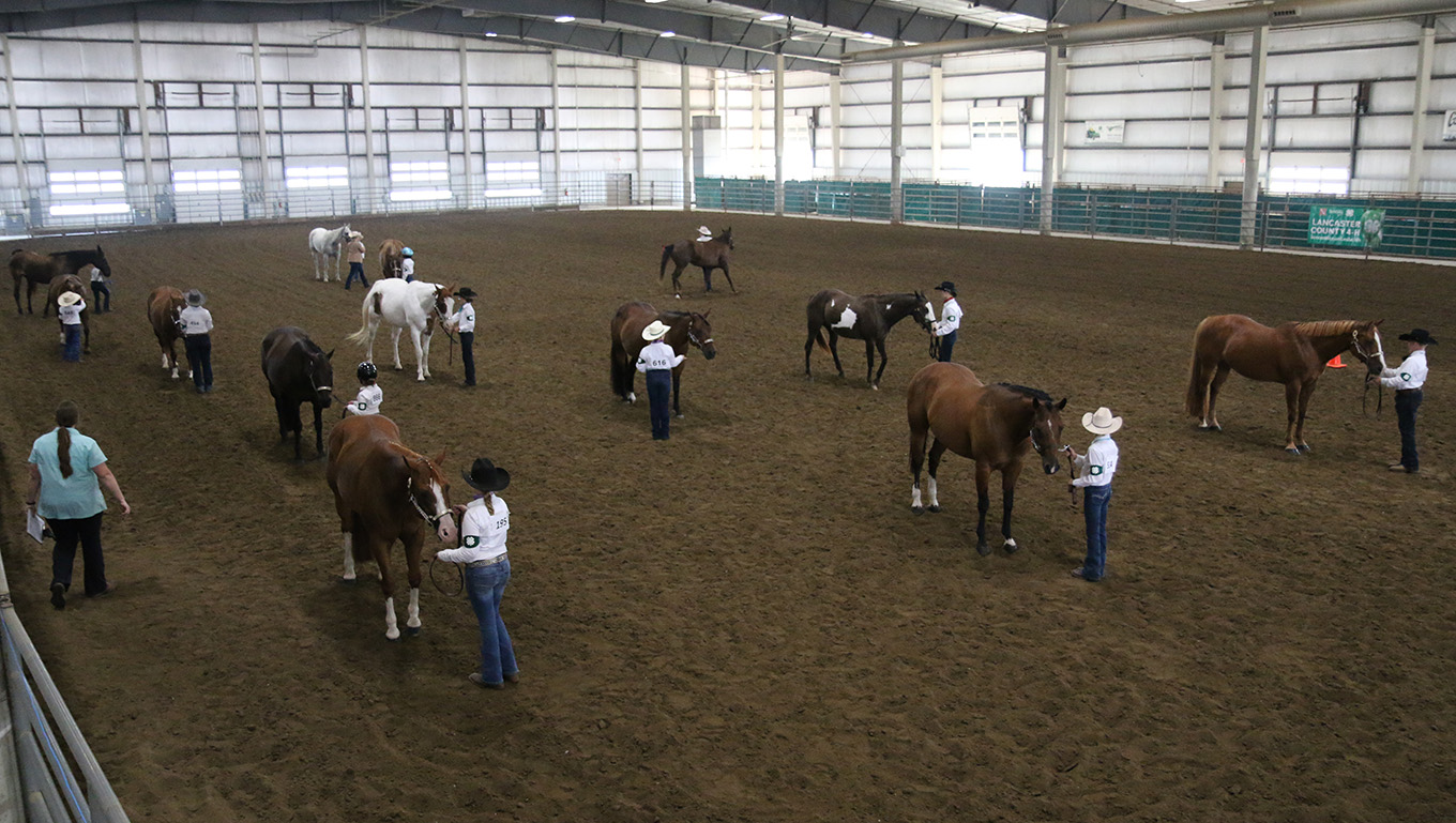 youth standing with horses in arena