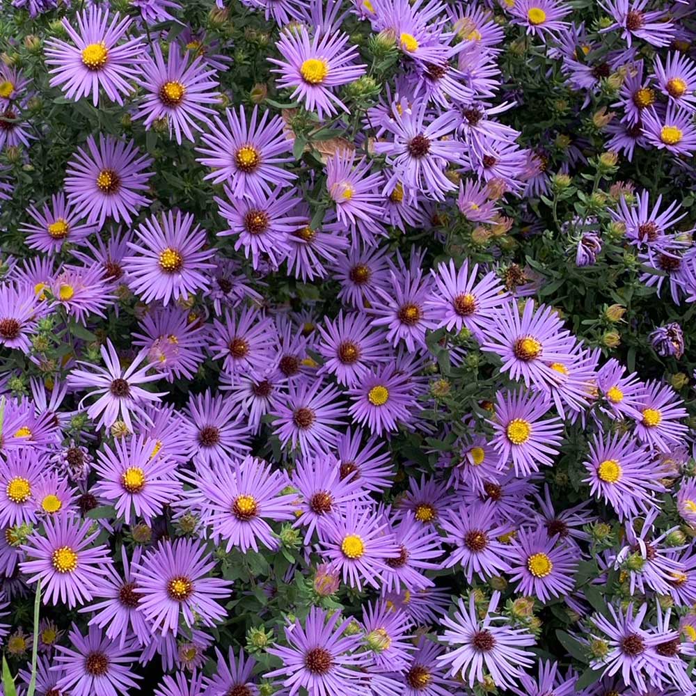 Image of aromatic aster. 