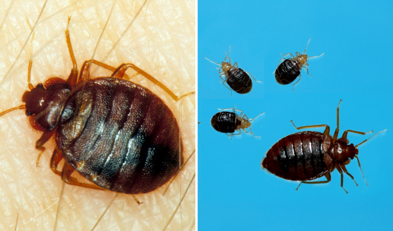 Adult bed bug on skin; adult bed bug with three immature nymps