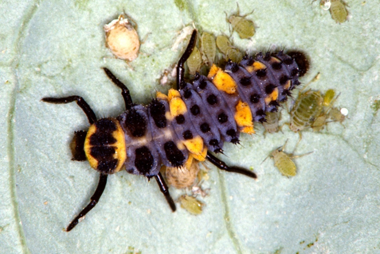 Image of an immature ladybug. 