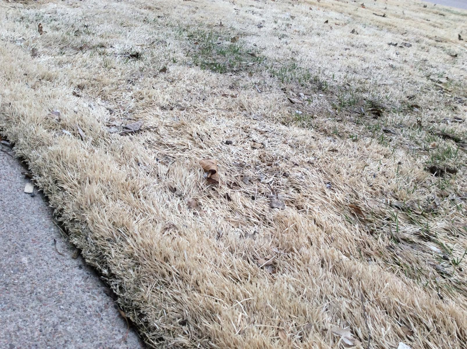 Matted-turf-following-snow