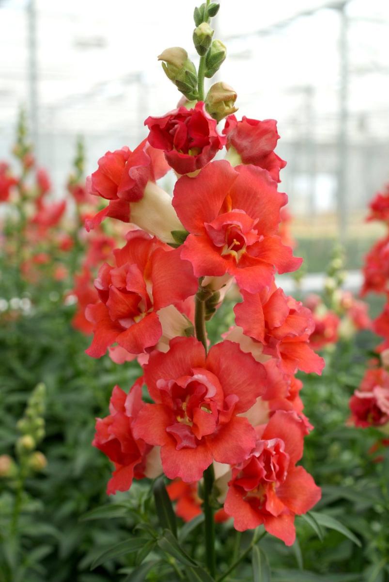 Picture of Snapdragon