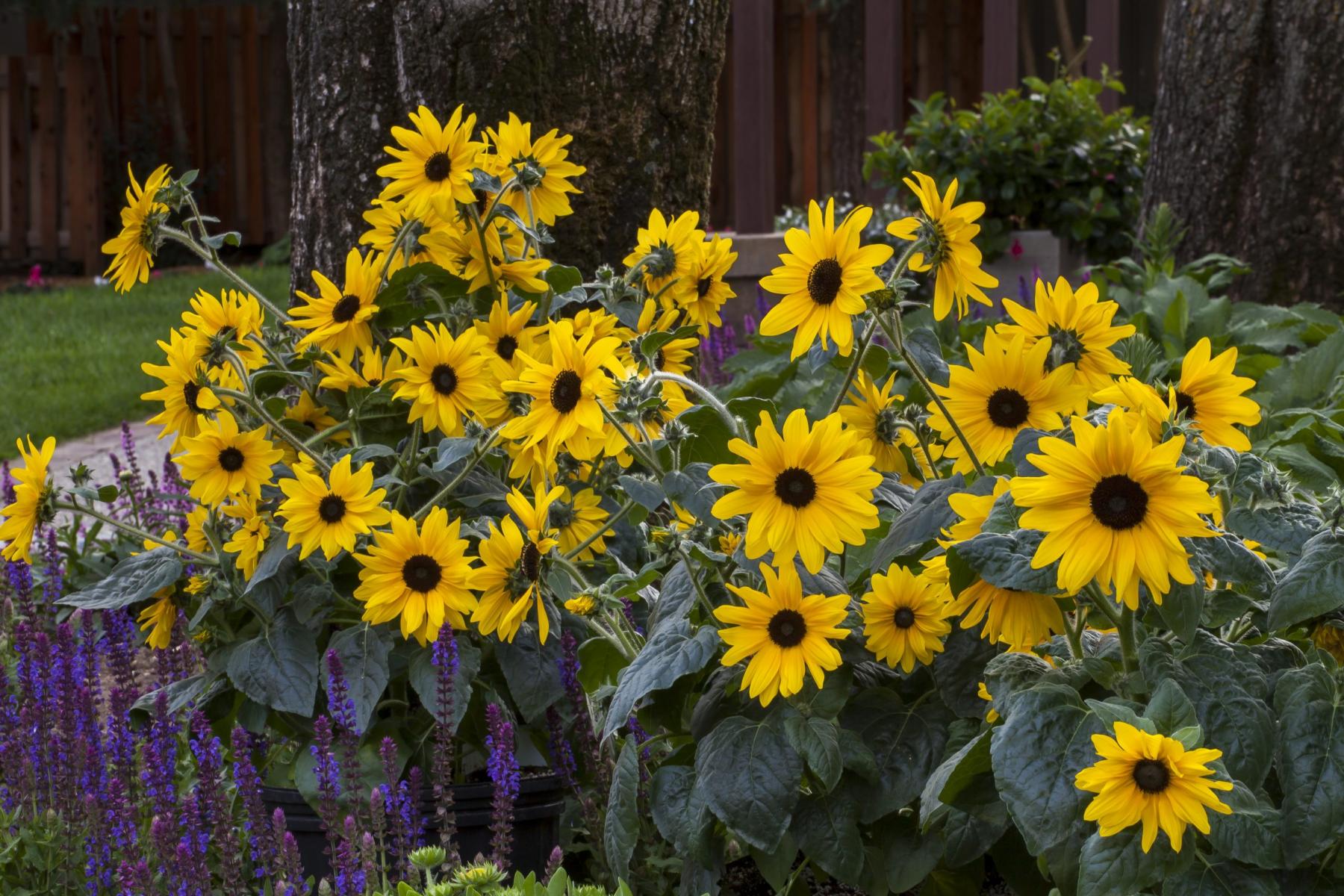 Image of 'Sunfinity' sunflowers.  
